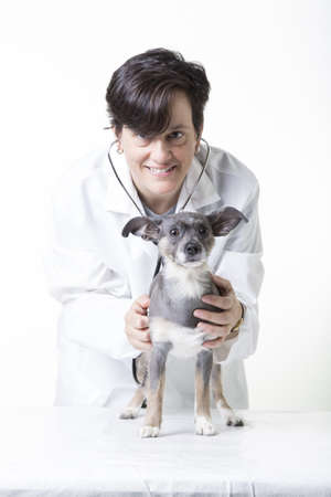Veterinarian with little dogの写真素材