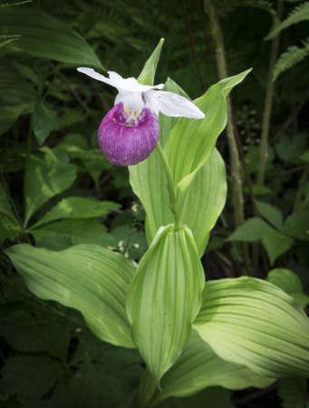 Rare wild lady slipper orchids in the wildの写真素材