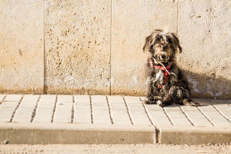 dog sitting on a sidewalk in the morning sunの写真素材
