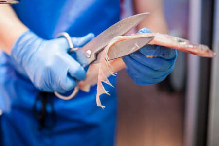fishmonger cutting fish with scissorsの写真素材