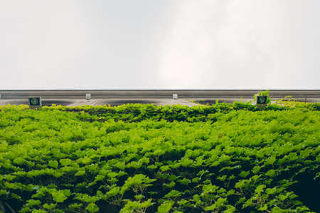 Background. Green grass. Building view from below. The sky. Texture