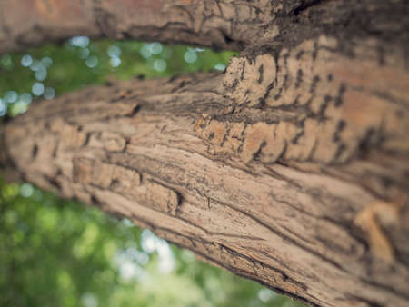 Old Wood Tree Texture Background Pattern
