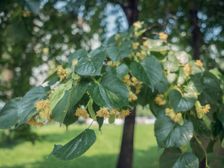 Basswood flowers on tree with foliage. Linden blooming flowers on lime-tree. Blossoming teil with detail on flowers. Flowering lime. Whitewood tree with florid flowers. Blossoming American basswood.の写真素材