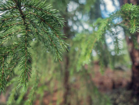 Wet green pine tree brunches with needles closeup. Green spruce after rain in the wood. Pine tee texture background.の写真素材