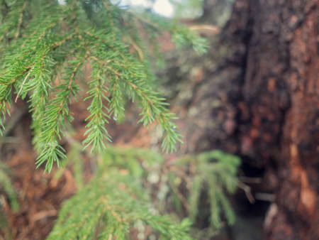 Cedar tree, cedar tree, Chamaecyparis, common names cypress or false cypress is a genus of conifers...