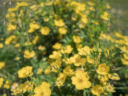 Thymophyllia,yellow flowers, natural summer background, blurred image, selective focus