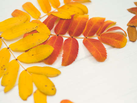 Pattern of autumn colorful leaves, yellow leaves, white background, lay flat, the top view