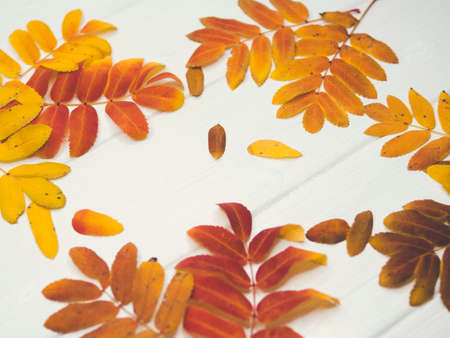 Brightly colored falling leaves isolated on white background with shadows on the groundの写真素材