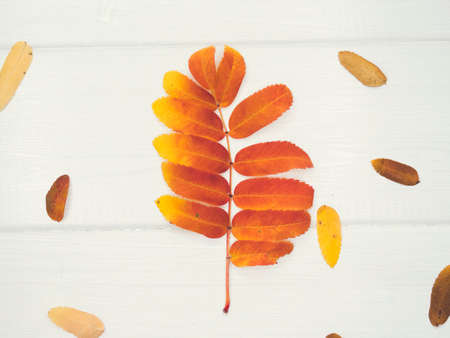 colorful autumn maple leaf isolated on white backgroundの写真素材