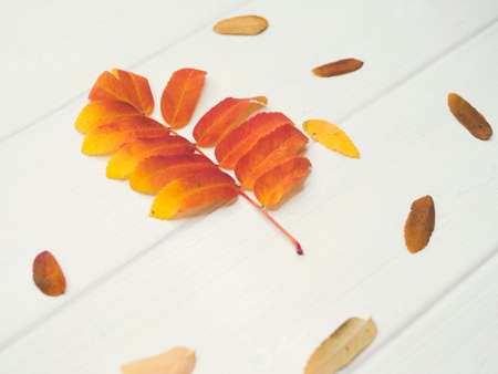Pattern of autumn colorful leaves, yellow leaves, white background, lay flat, the top viewの写真素材