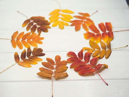 Autumn falling maple leaves isolated on white backgroundの写真素材