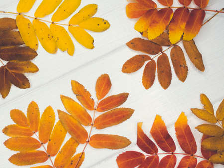 Autumn maple leaves over old wooden background with copy spaceの写真素材
