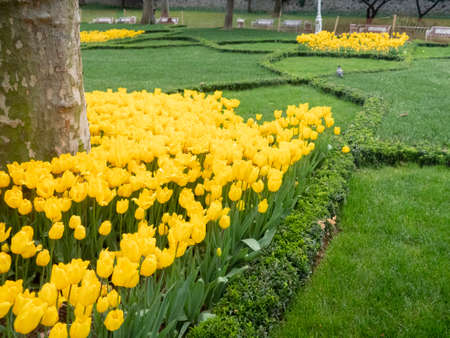 Close up from above of a yellow tulipの写真素材