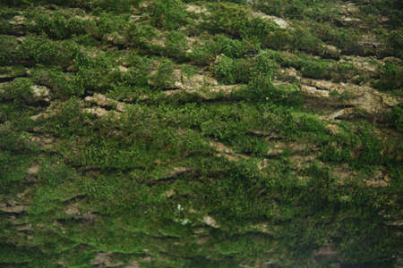 green moss on a tree bark. Close-up texture.の写真素材