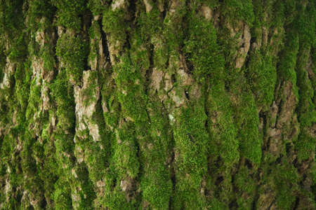 green moss on a tree bark. Close-up texture. Selective focusの写真素材