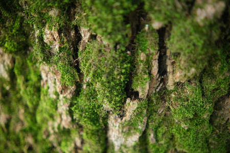 green moss on a tree bark. Close-up texture. Selective focusの写真素材