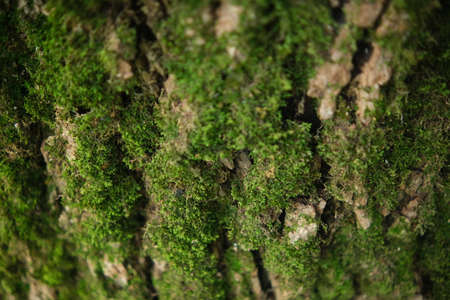green moss on a tree bark. Close-up texture. Selective focusの写真素材