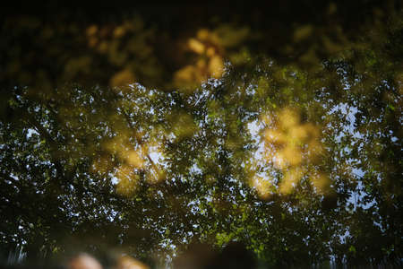 Beautiful autumn in the forest. Reflection of pines in an open bog and ripples in the waterの写真素材