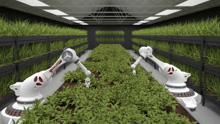 Automated planting process using advanced robot for planting leaves in trays. healthy eating in the future. agricultural industryの写真素材