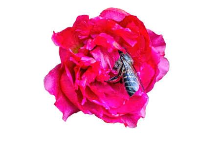 Honey Bee in a red flower  Going in for the nectar  Isolated on white