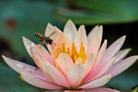 Bee flying into a Lotus flower