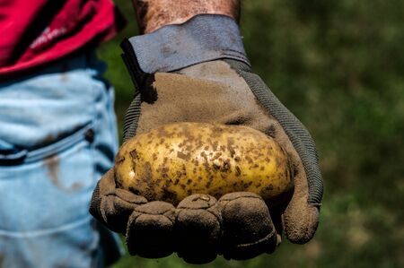 Harvesting potatoes: detailの写真素材