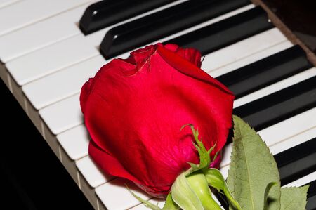 Red rose on piano keysの写真素材