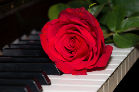 Red rose on piano keysの写真素材