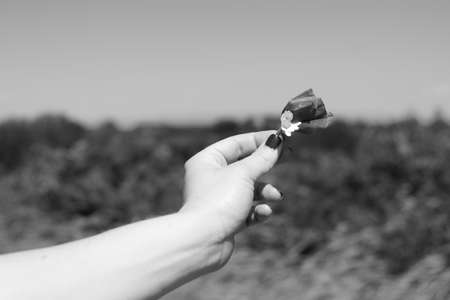 Close-up of a poppy in a girl's hand. Black and Whiteの写真素材