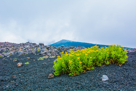 Birch flowers in the landscape of the volcano Etnaの写真素材