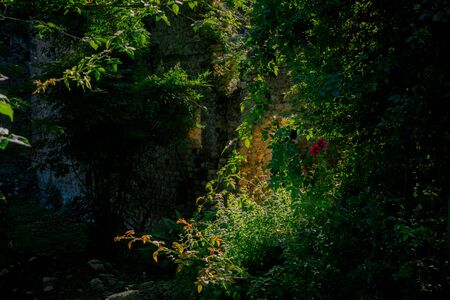 Light games in wildlife