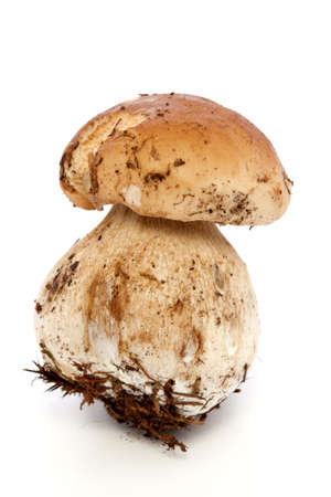 Boletus mushroom on white の写真素材
