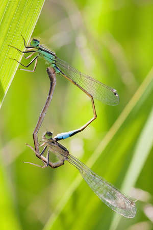 Dragonfly copulaの写真素材