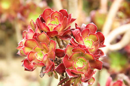 Cactus Flowerの写真素材