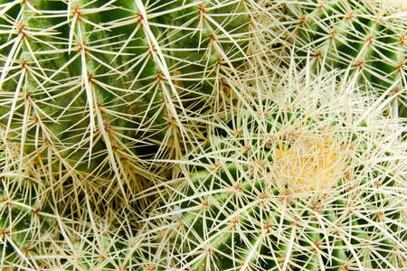 Cactus Detailの写真素材