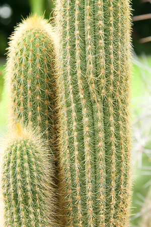 Cactus Gardenの写真素材