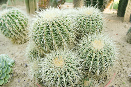 Cactus Gardenの写真素材