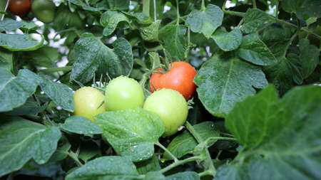 Wet fresh tomatoes on a steam in the greenhouse  の写真素材