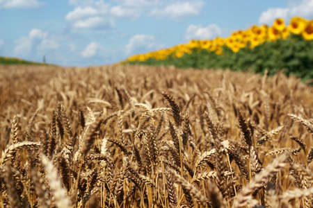 Wheat field against a blue skyの写真素材