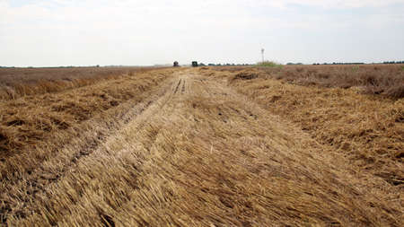 Two combines work together to harvest a large wheat fieldの写真素材