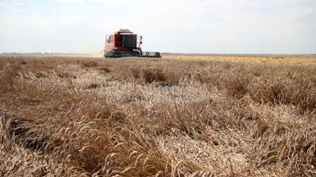 Combine at wheat harvestの写真素材