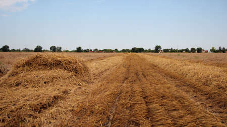 Wheat field after harvestの写真素材