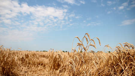 Ripe wheat field ready for harvestの写真素材