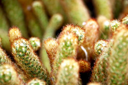 Close up view of cactus with thorns, with unfocused background