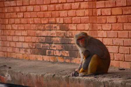 Close-up of the face of a brown monkey looking directly at the cameraの写真素材
