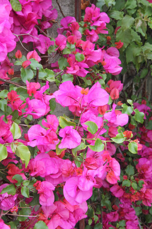 Close up view of bushes with lilac flowers. Nature, botany, nurseries, addicted to plants and the garden.の写真素材