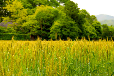 Wheat closeup, agriculture.の写真素材
