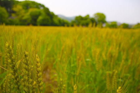 Wheat closeup, agriculture.の写真素材