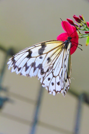 Butterfly closeup, nature lovers and eco concepts.の写真素材