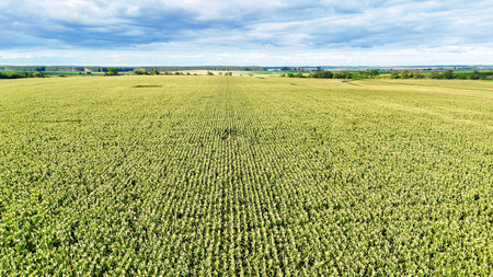 Aerial view of planted fields. Ideal to represent productive countries linked to agriculture, owners of fields and farmers, agronomists, agriculture loversの写真素材